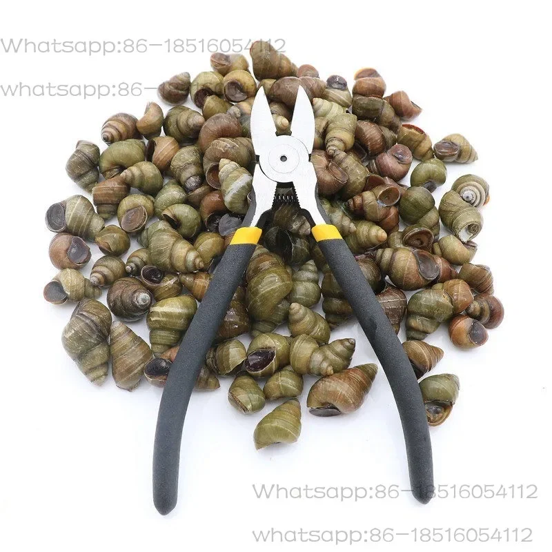 

Cut the snail to remove the tail pliers, cut the stone snail's scissors