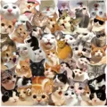 50PCS