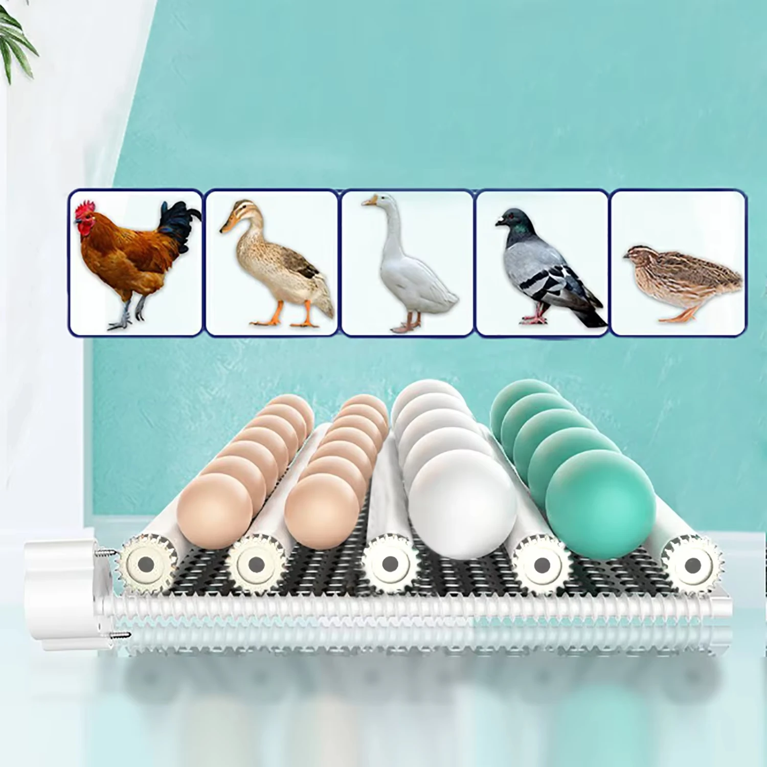 

New Environmentally Friendly Incubators Waterproof Egg Incubator Hatching Chicken and Pigeon Suitable and Training