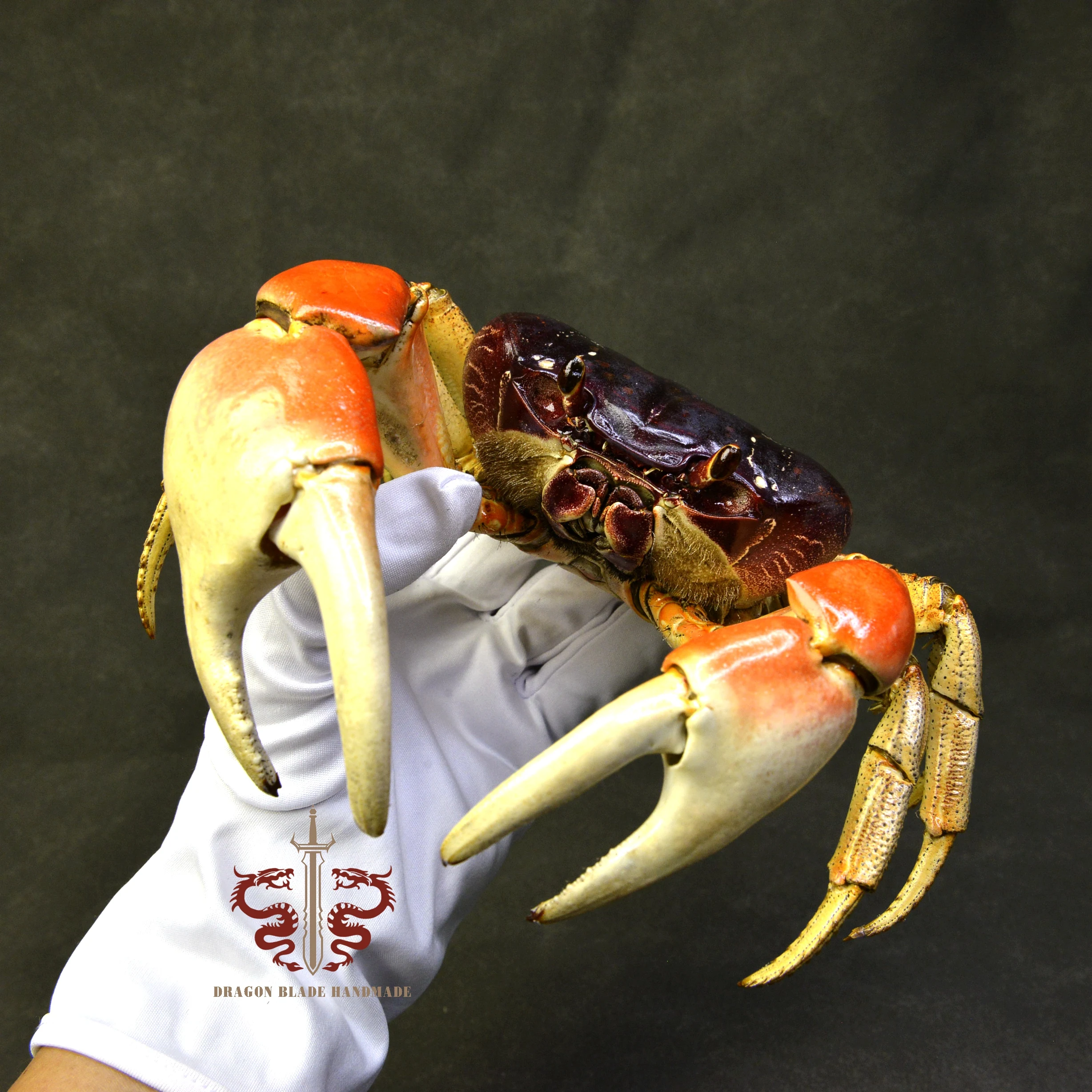 Crab specimen Giant Gecarcoidea lalandii, museum-quality taxidermy display box, Collection Home Decor Ornament Desk Decoration