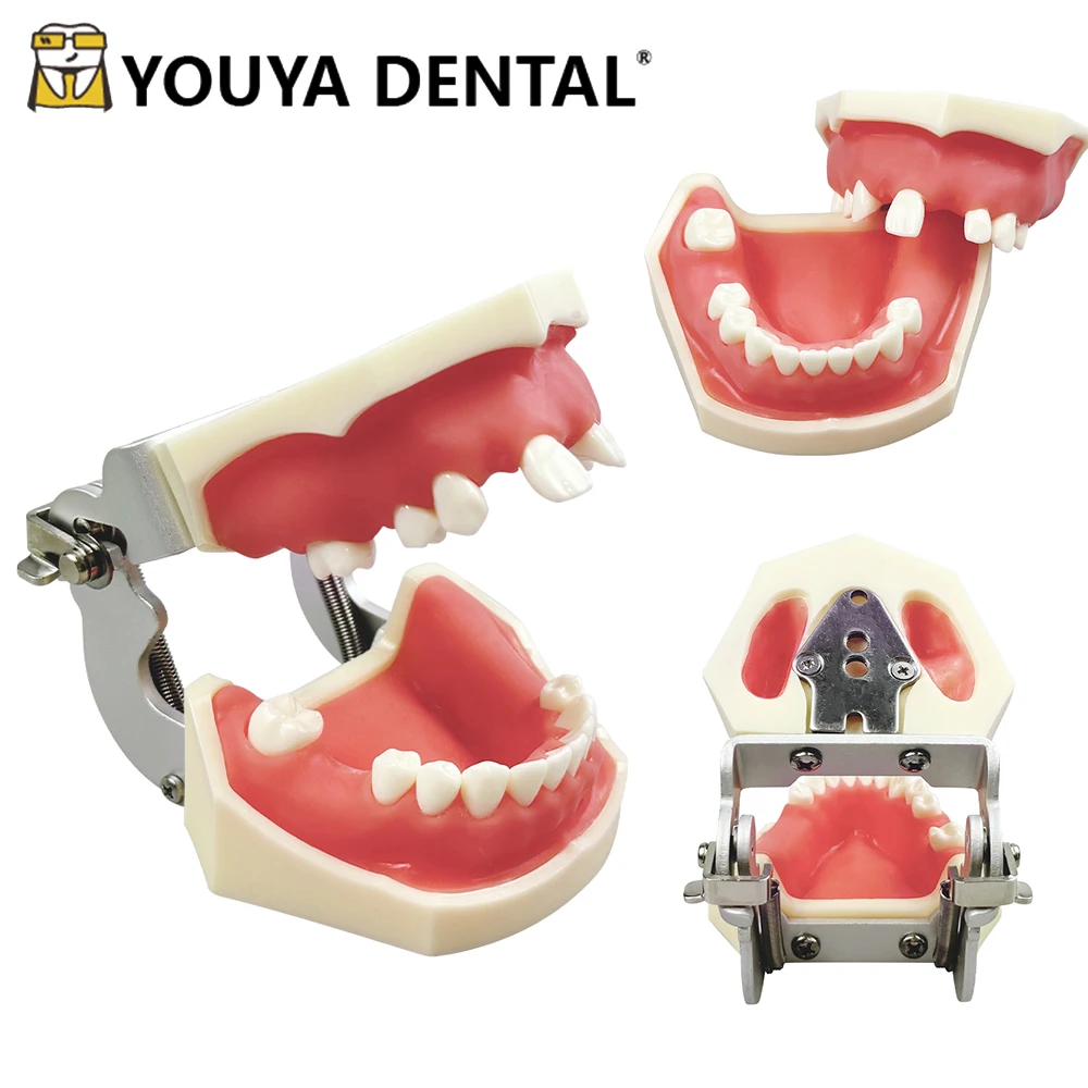 

Модель зубного имплантата Модель для тренировки верхнечелюстной нижней пазухи Имплантат отсутствующего зуба Демонстрационная модель тренировки зубов