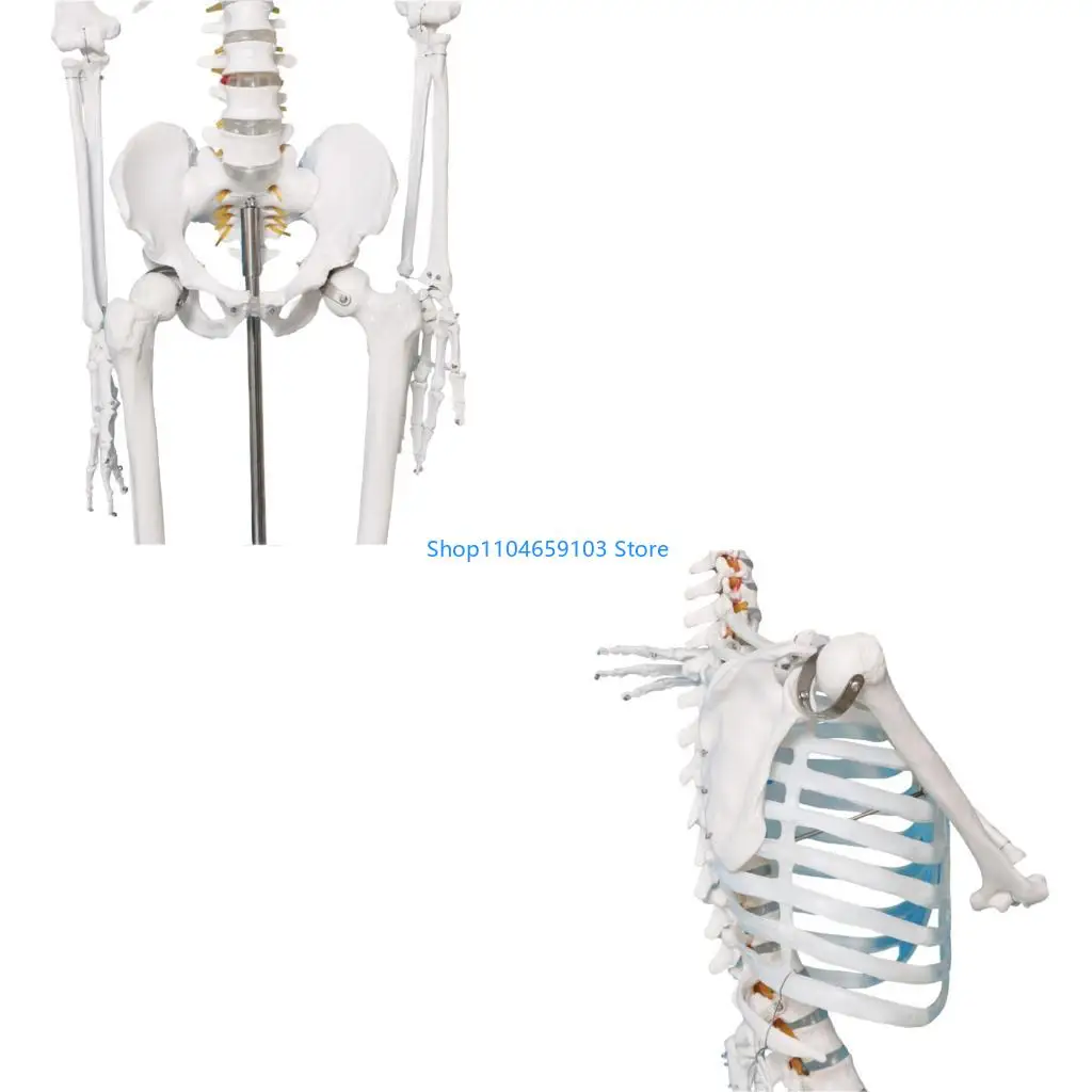 

Анатомическая модель скелета человека для обучения высоте 176 см.