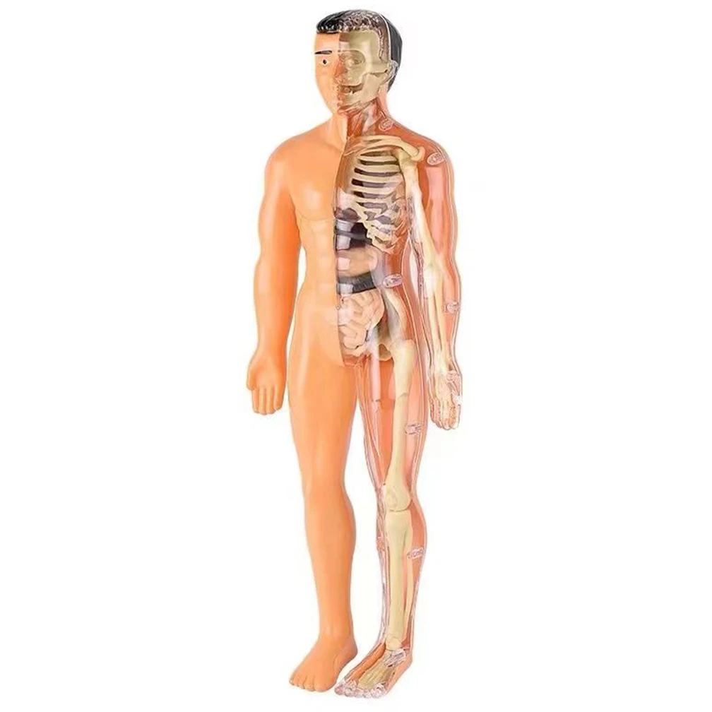 Human Body Anatomy Model With Removable Parts For Kids Torso Educational Science Kits For Medical Student Learning Gifts 28cm