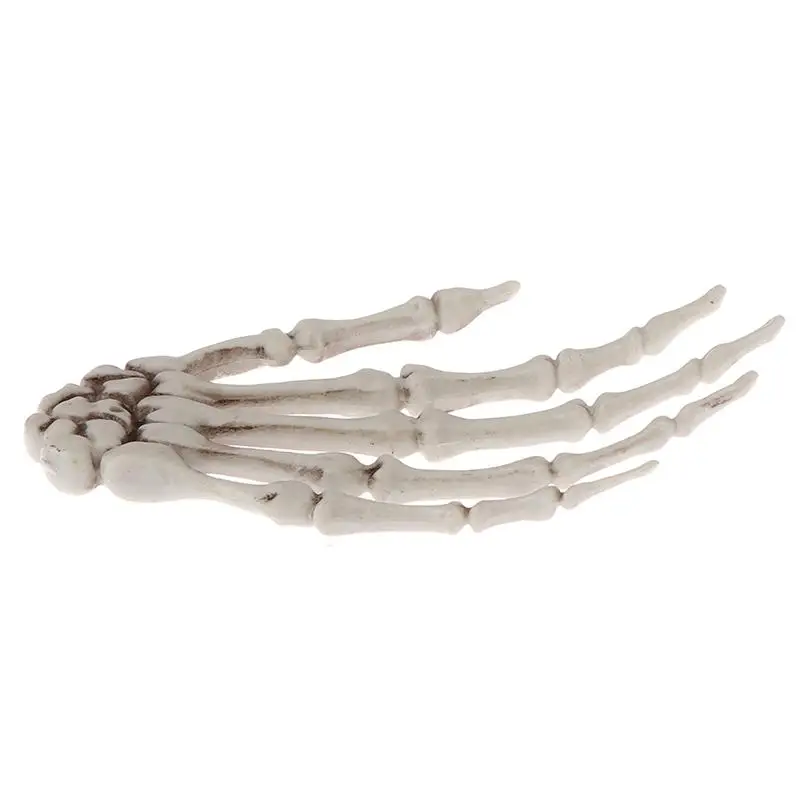 Human Anatomical bone Skeleton Model Medical  Medical Learn Aid Anatomy art sketch 1 Pair Skull Skeleton Hand Bone Halloween