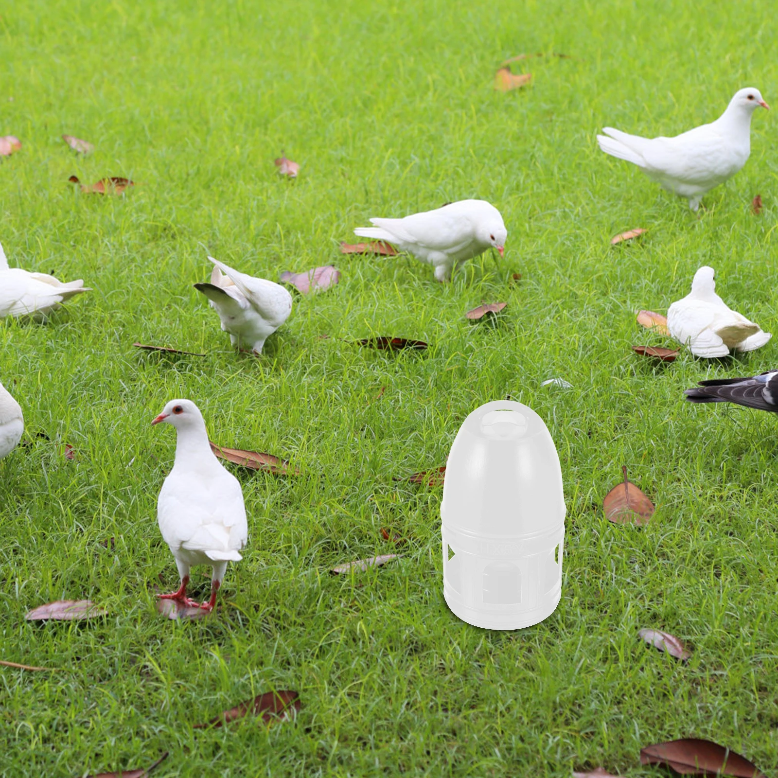 

Pigeon Drinking Fountain Bird Feeder Chick Waterer and Quail Automatic Waterers for Wild Birds Outdoors Plastic Feeders