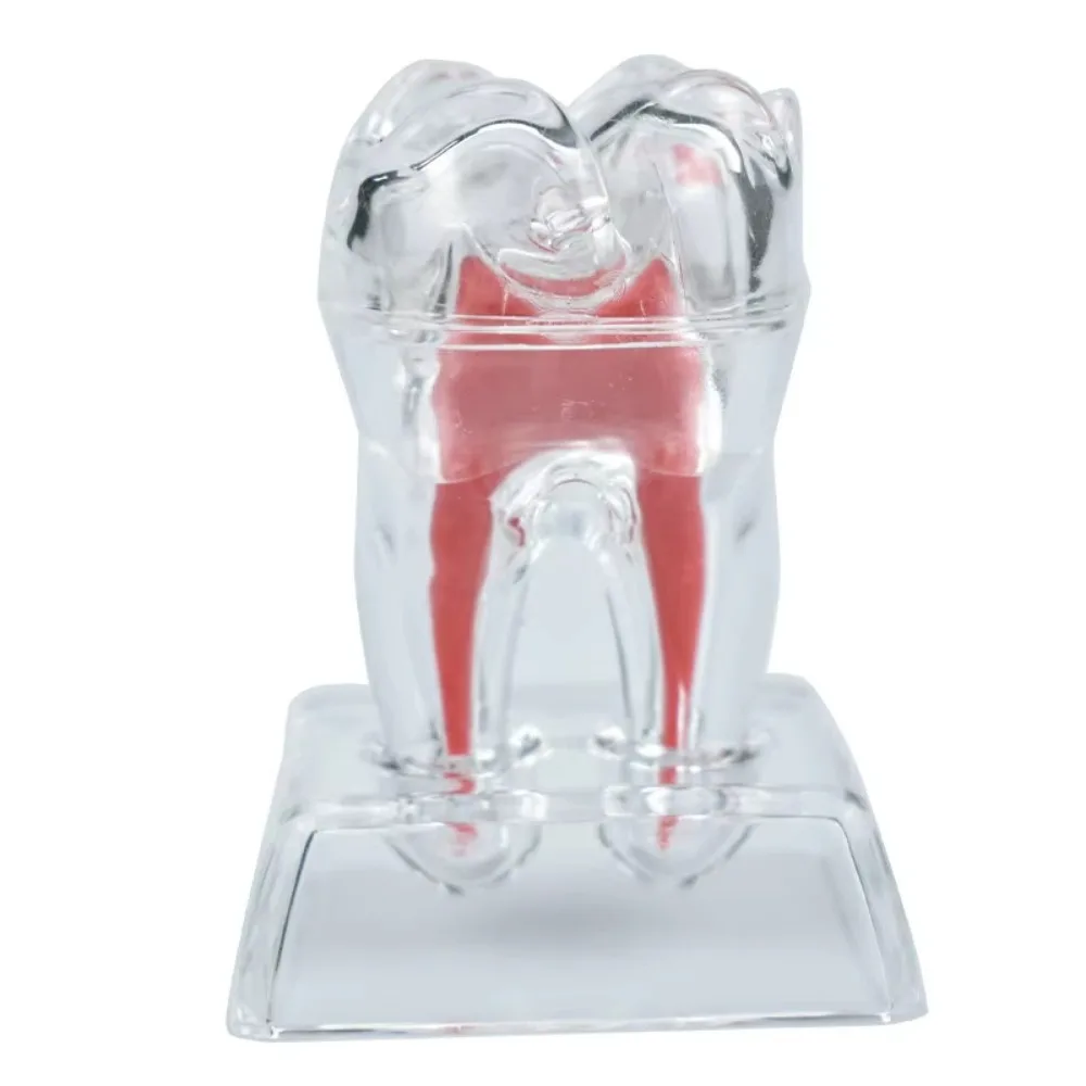 

With Base Decomposable Dental Teeth Model Separable Hard Tooth Disintegration Ornaments Transparent Single Tooth