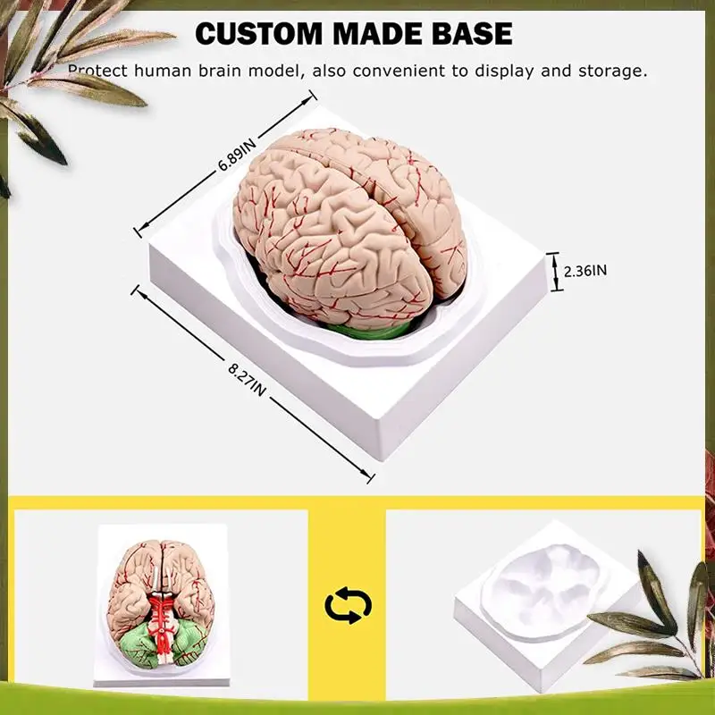 

New-2X Human Brain,Life Size Human Brain Anatomy Model With Display Base, For Science Classroom Study & Teaching Display B