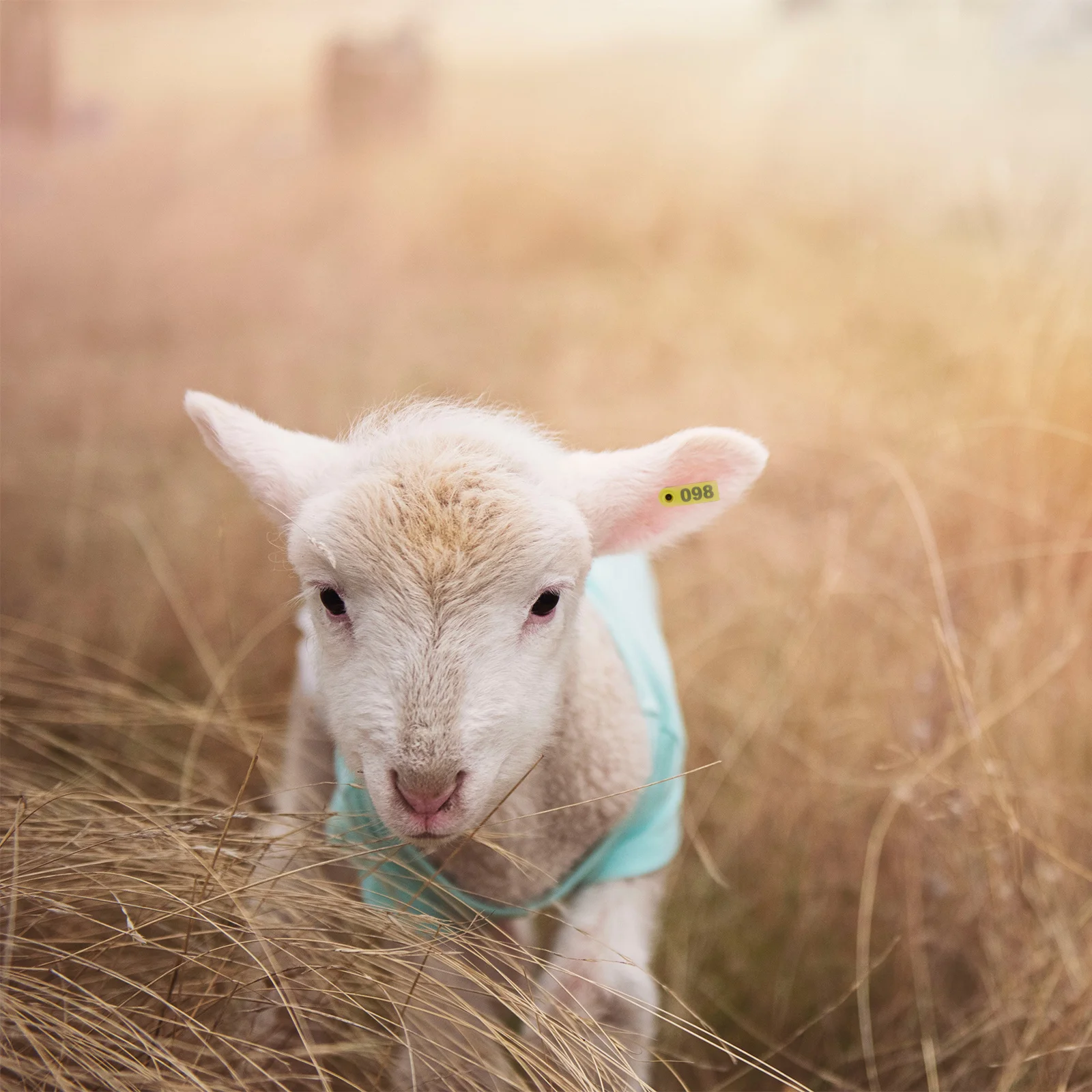 

100Pcs Numbered Livestock Ear Tags 001-100 Tpu Waterproof Anti-Uv Animal Identification Tags for Cattle