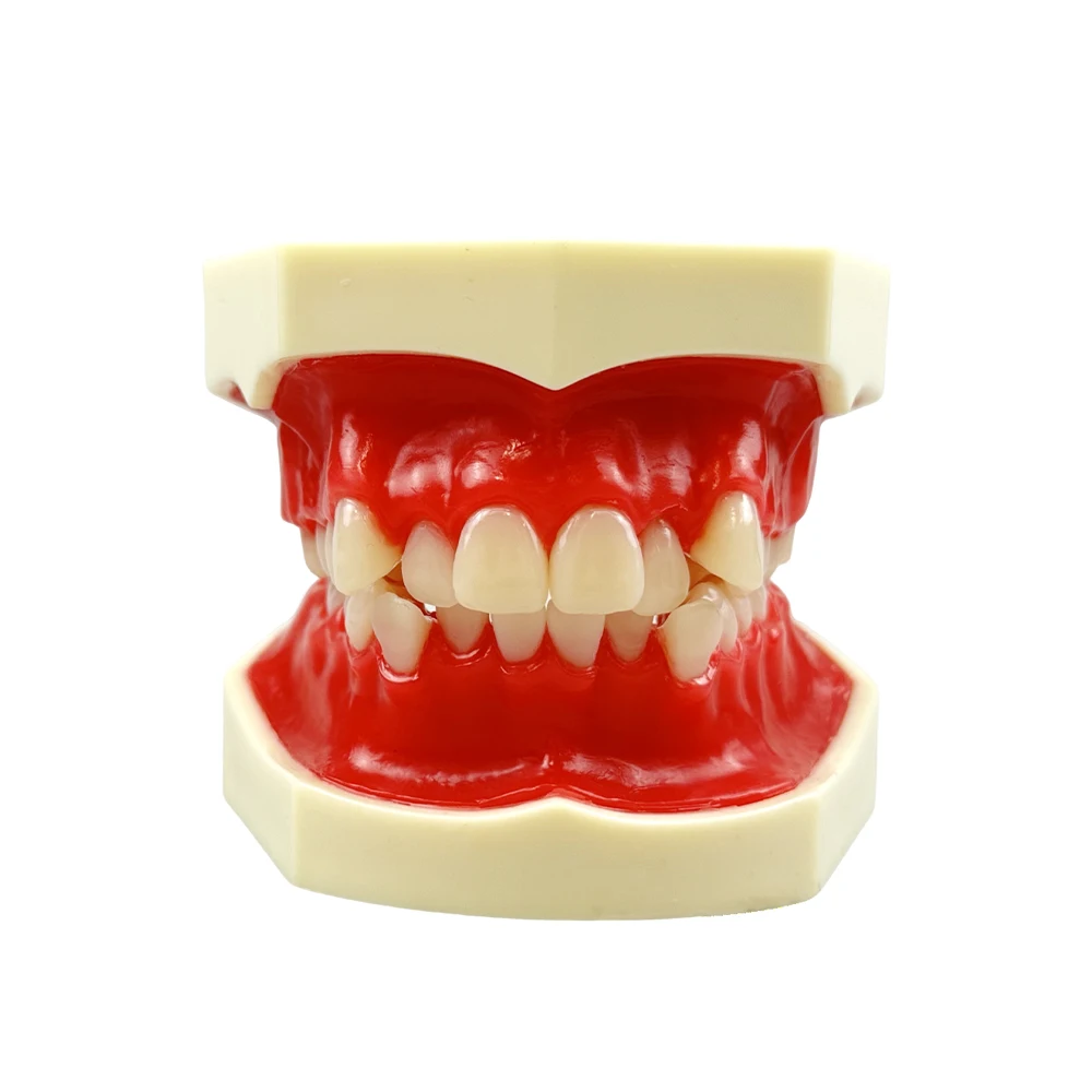 Thumbnail 2 - #59 Dental Teaching Models List of Top Picks
