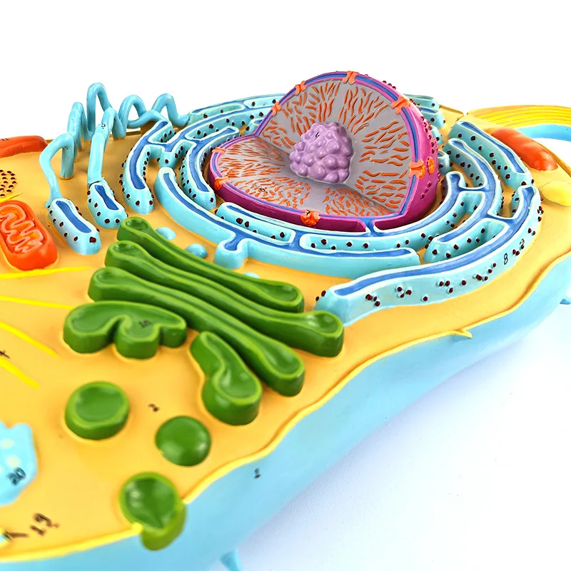 Eukaryotic Cell Structure Model, Eukaryotes, Cell Biology, Teaching