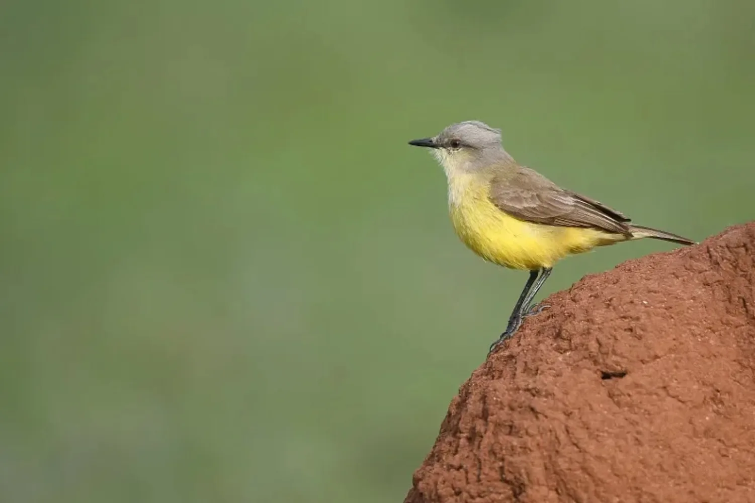 

SKYZONE Skycam NVC FPV Camera - 1200TVL 1/1.8 Inch SuperWDR, 2.2mm Lens, 16:9/4:3 (NTSC/PAL), Micro for Freestyle Drones