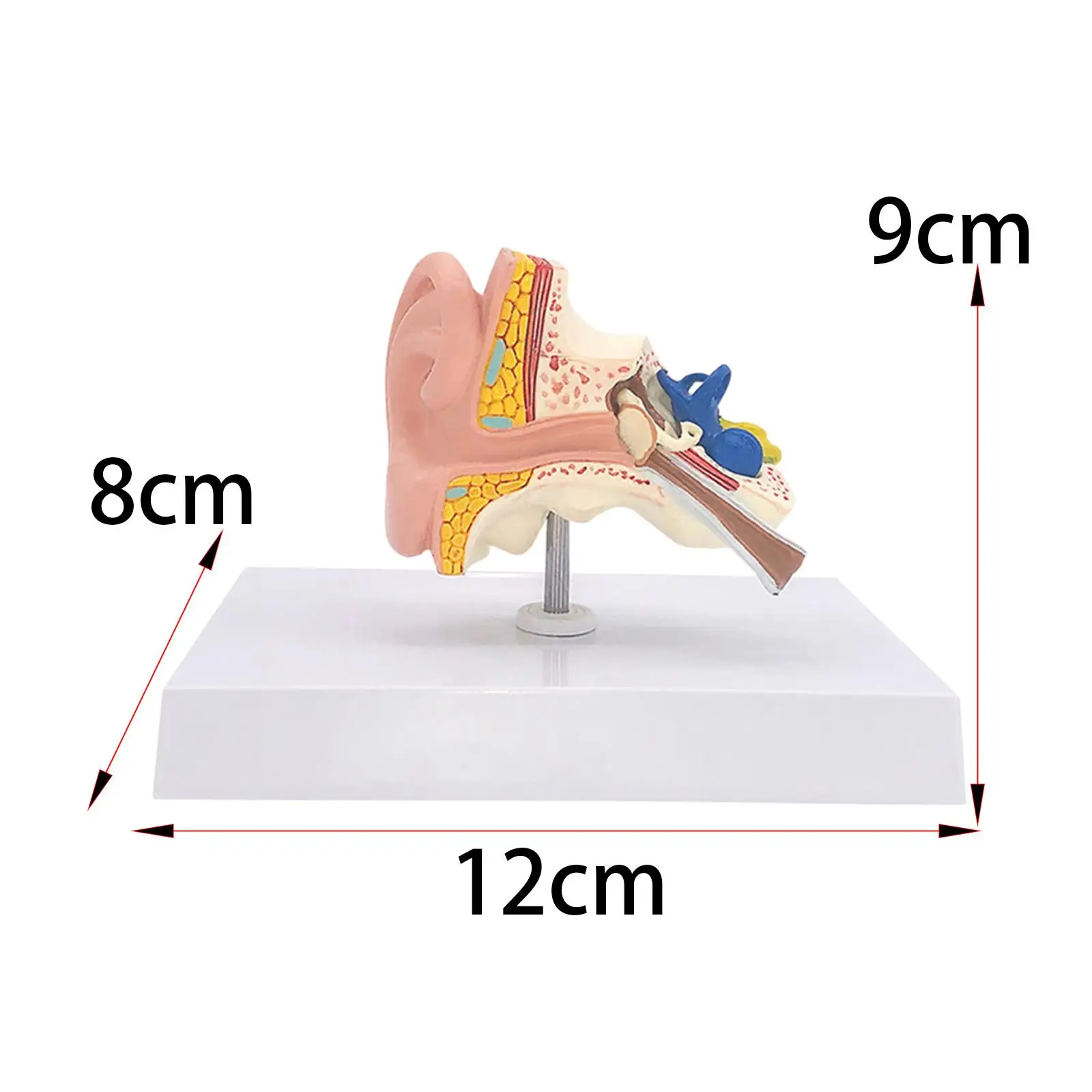 Human Ear Model Anatomical 3D Ear Model for Classroom Study Display Teaching