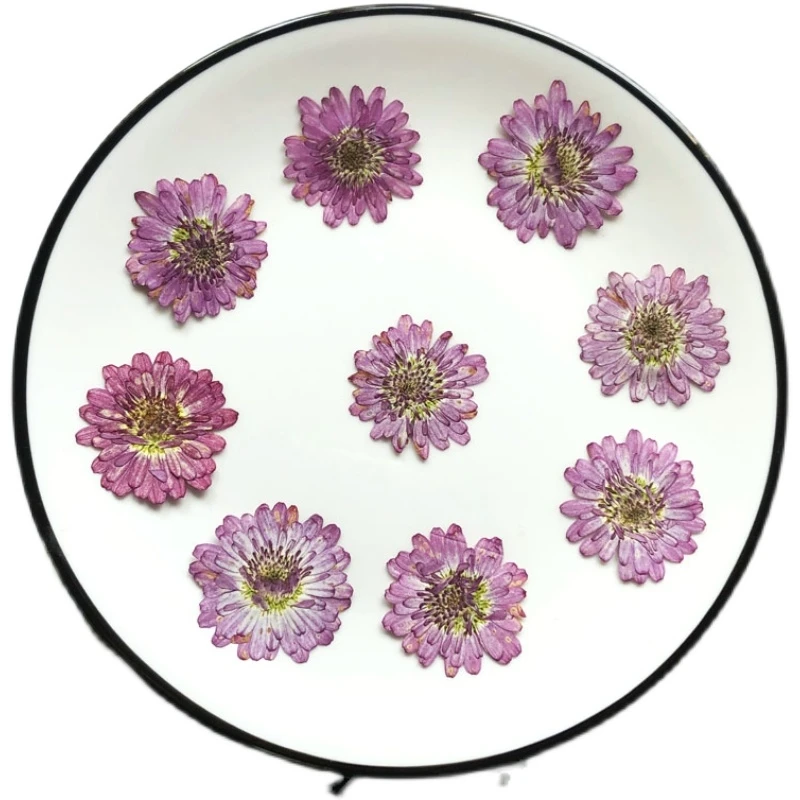 1Set Pressed Dried Double Petal Pericallis Hybrida Flower Herbarium For Nail Art Make Up Jewelry Bookmark Phone Case Card DIY