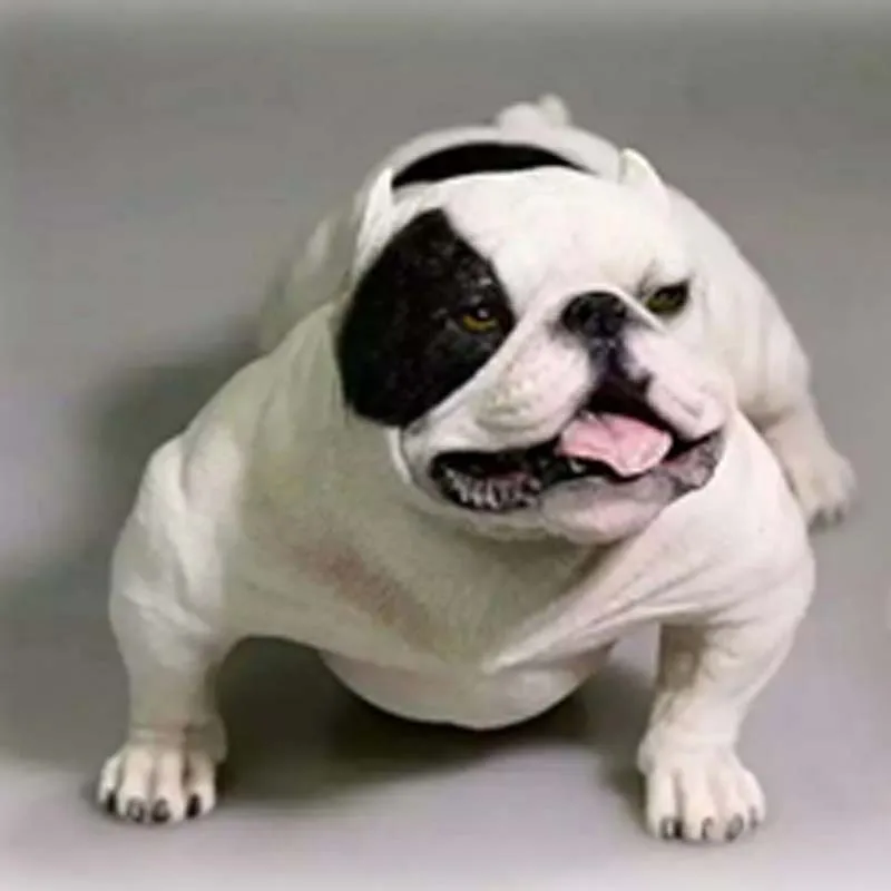 Mnotht 1/6 Scale Bully Pitbull Bully dog With Chain+Collar Resin Animal American Dog Pet Model For 12\