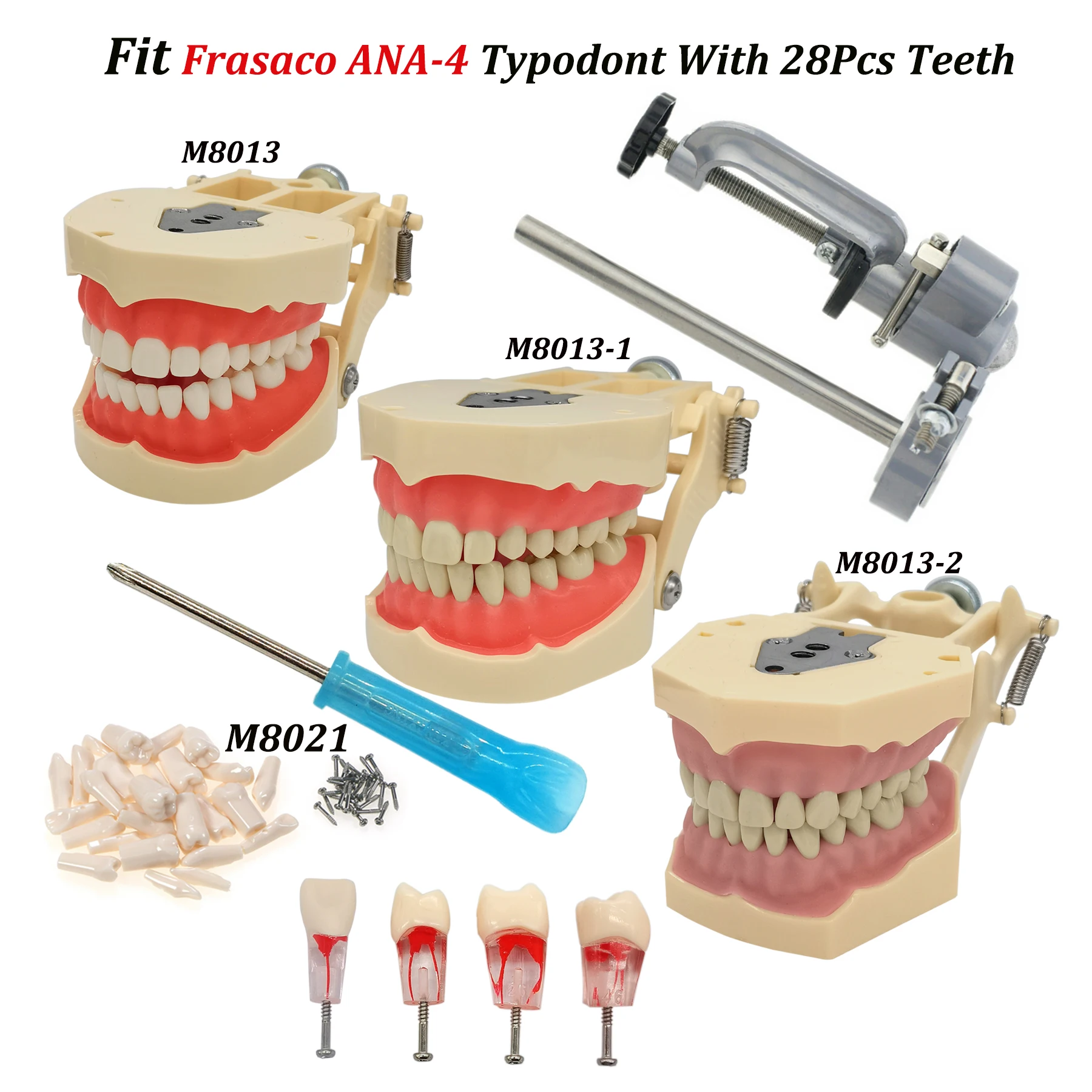 

Frasaco ANA-4, модель зубных стандартных зубов малой жевательной резинки для тренировки корневых каналов, 28 шт.