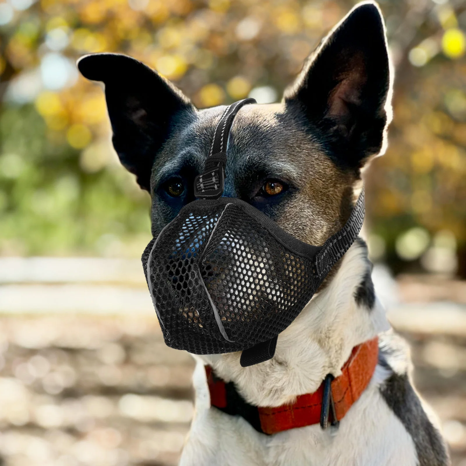 Thumbnail 4 - #5 Trending Puppy Muzzles Right Now