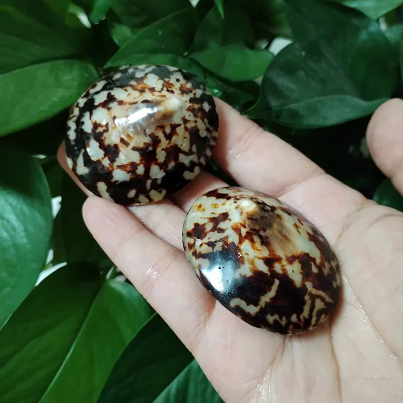 Cellana Testudinaria, ракушка, черепаха, форма ракушки, натуральный моллюск, средиземноморский домашний декор, креативный DIY аквариум, аквариум, пейзаж