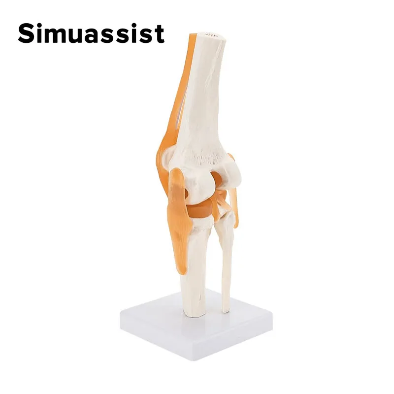 

1:1 Flexible Knee Joint Model with Ligaments and Base Femur Tibia and Fibula Bone Anatomy Model Medical Teaching