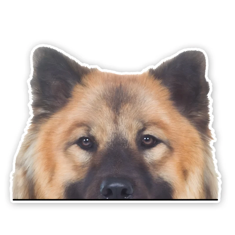 

DK325# Eurasier Dog Cute Dog Car Decals Bumper Window Stickers Car Accessories Waterproof Vinyl Material