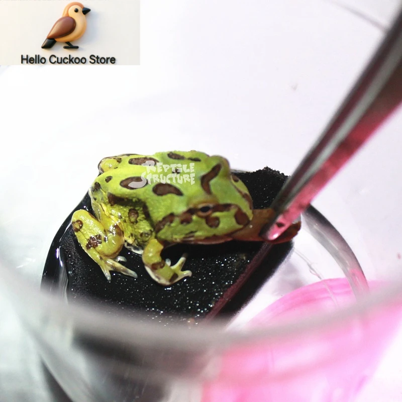 Granulowany karmel dla żab z r – Calcium Powder Reptile recenzja i cena