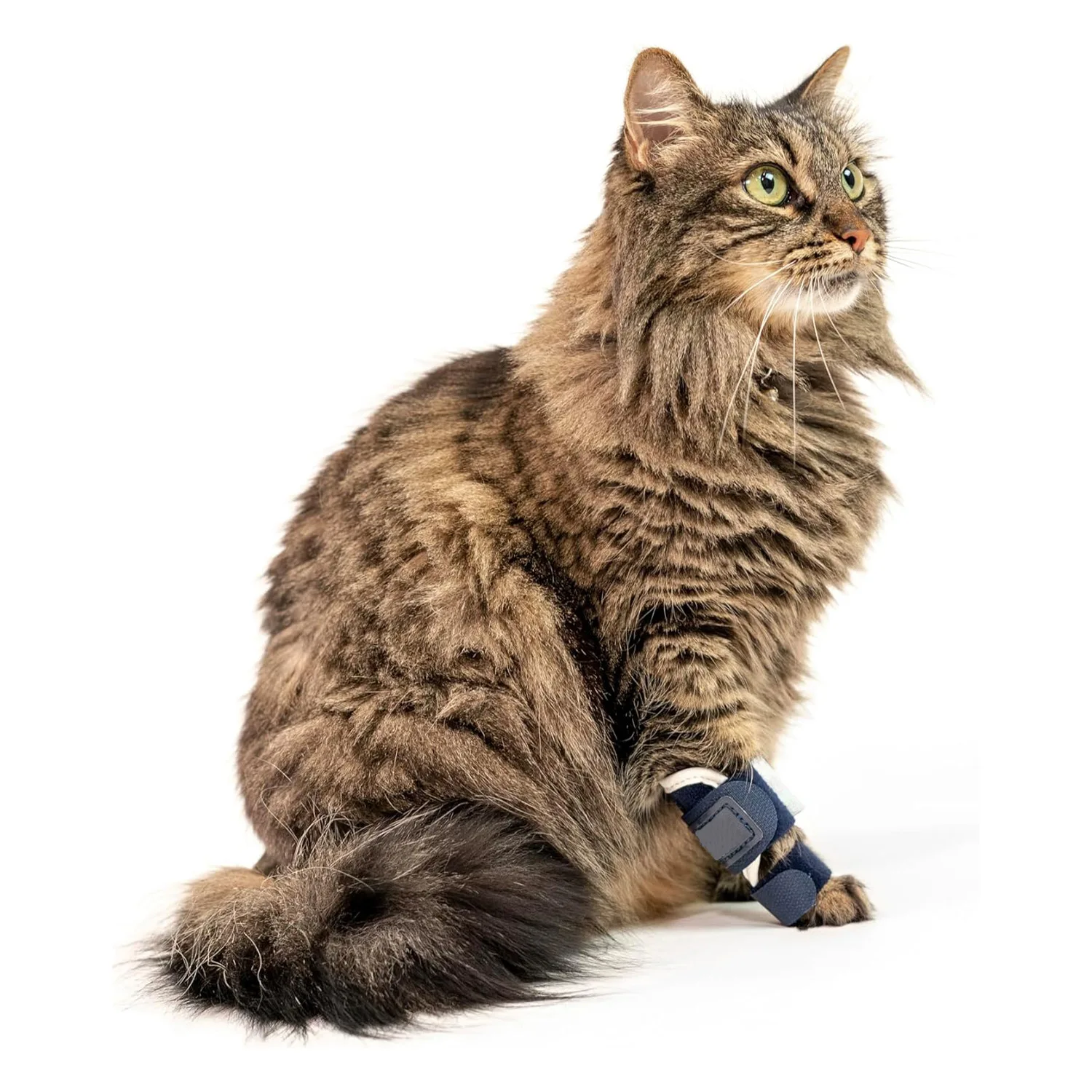 

Household pet protective gear cat front leg injury auxiliary belt cat leg guard leg joint ligament tear rehabilitation belt