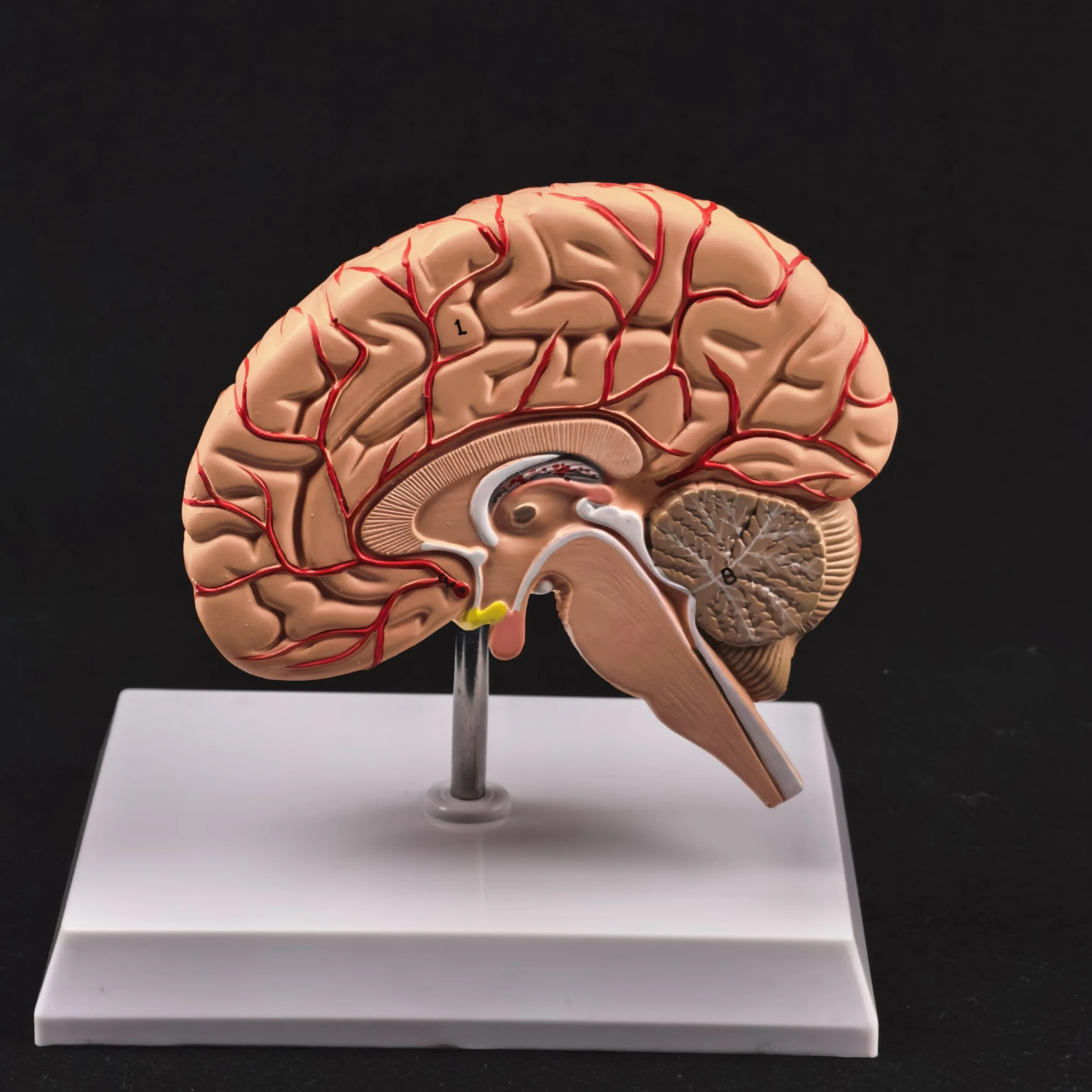 PVC Human Right Brain Blood Vessel Medical Display Model, Deluxe Specimen, Medical Science Supplies