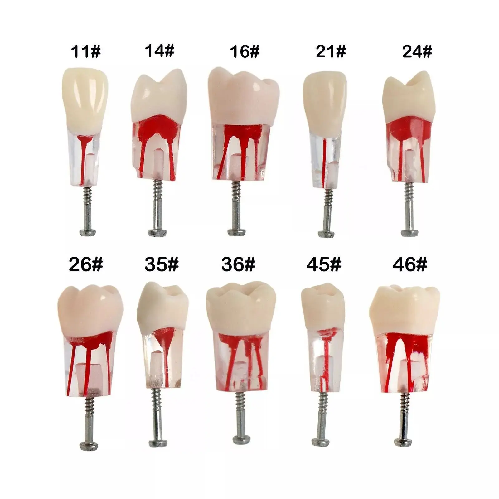 5pcs Endodontic Dental Root Canal Training Model Pulp Cavity Practice Block for Endo Teeth RCT Lab Study And Teaching