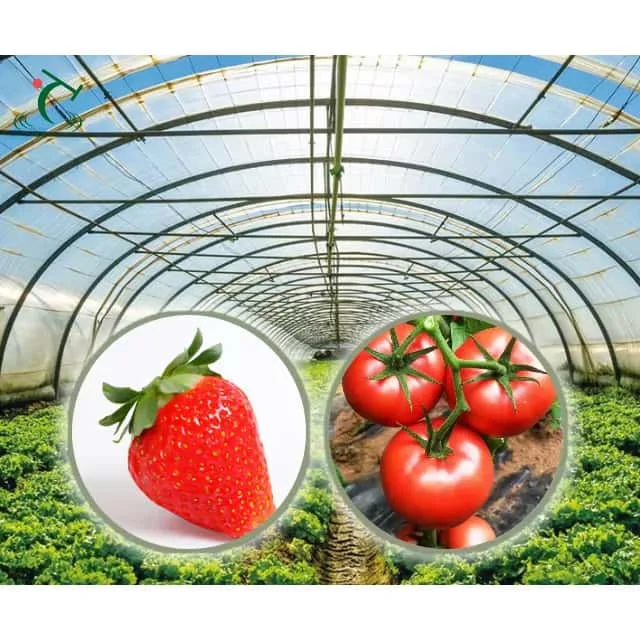 

Customized greenhouseArch Type Plastic Greenhouse Pre Assembled Design Save Installation Time for Various Crops