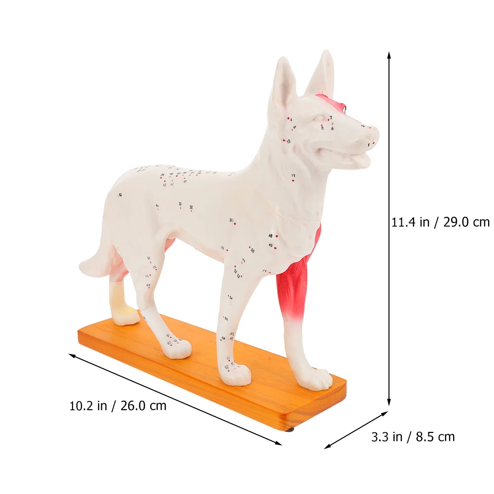 Dog Acupoint Model Anatomical Body Acupuncture Training Desktop Student Tools Teaching Canine School Office