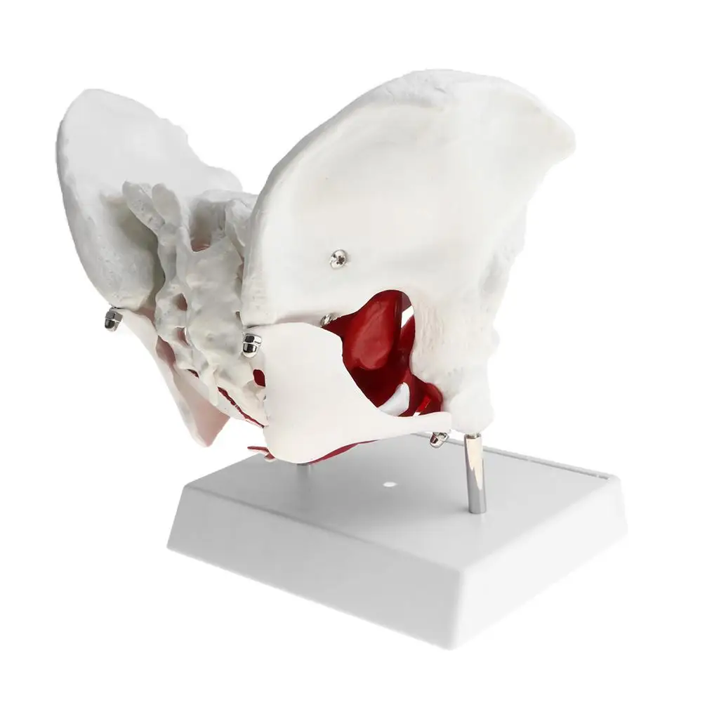1:1 Female Pelvis Skeleton Floor Muscles with Removable Organs Model