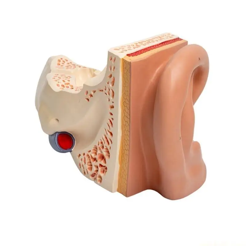 Enlarged Human Ear Anatomy Model Shows Detail of Outer Ear Inner Ear Cochlear