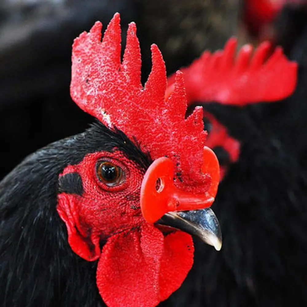 50 Pcs Plastic No Bolt Chicken Glasses Pigeon Pheasant Anti-pecking Glasses Poultry Supplies