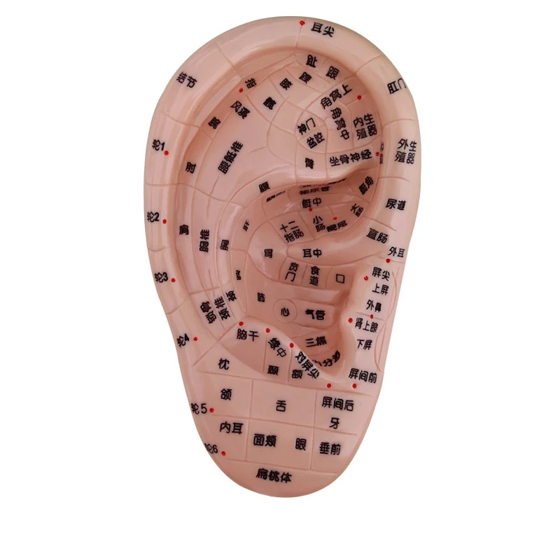 17cm Chinese large character hand foot ear model  Meridian and acupoint reflex area  foot massage