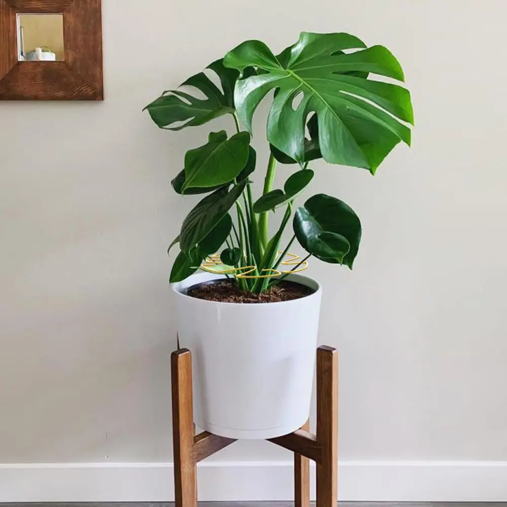 

6Pcs Monstera Plant Support Plant Stem Support Monstera Stabilizer Grapple Holder Monstera Shaped Supports Plant Accessories