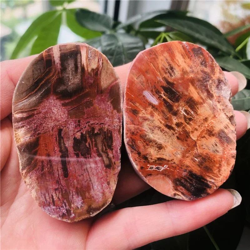 2Pcs Natural Petrified Wood Stone - Assorted Sizes And Shapes Fossilized Wood Stones for Home Decor