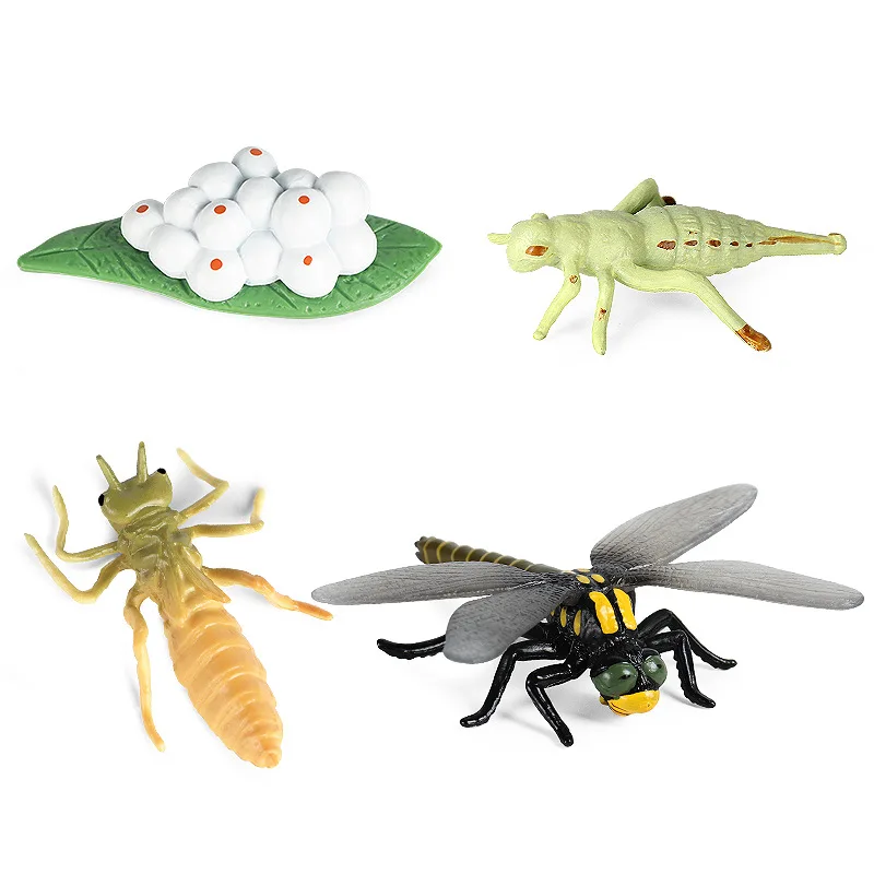 Children's science education toys simulation animal growth cycle insect model Dragonfly butterfly Rooster bee snail grasshopper