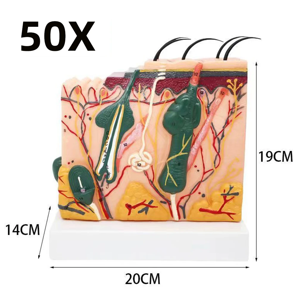 35X 50X Anatomical Human Skin Structure Anatomical Model for Science Classroom Study Display Education Model