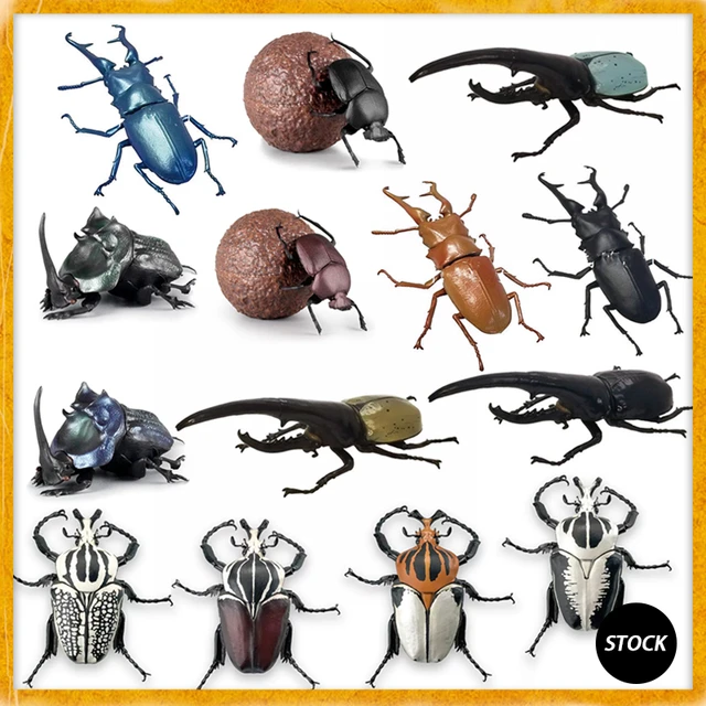 So-Ta Japanese Gashapon Egg Big Biological Map Of Scarab Hercules Beetle  Insect Biology Movable Joint Model Gacha Toys - AliExpress