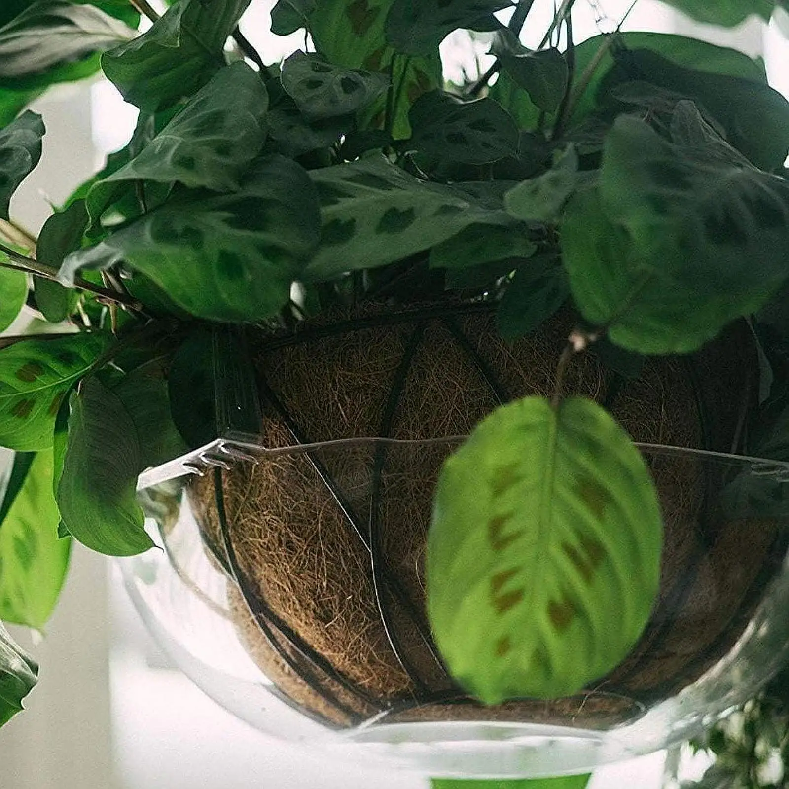 

5 прозрачных блюдец для растений с крючком, блюдце для горшка для растений, прозрачный поднос для растений, тяжелый