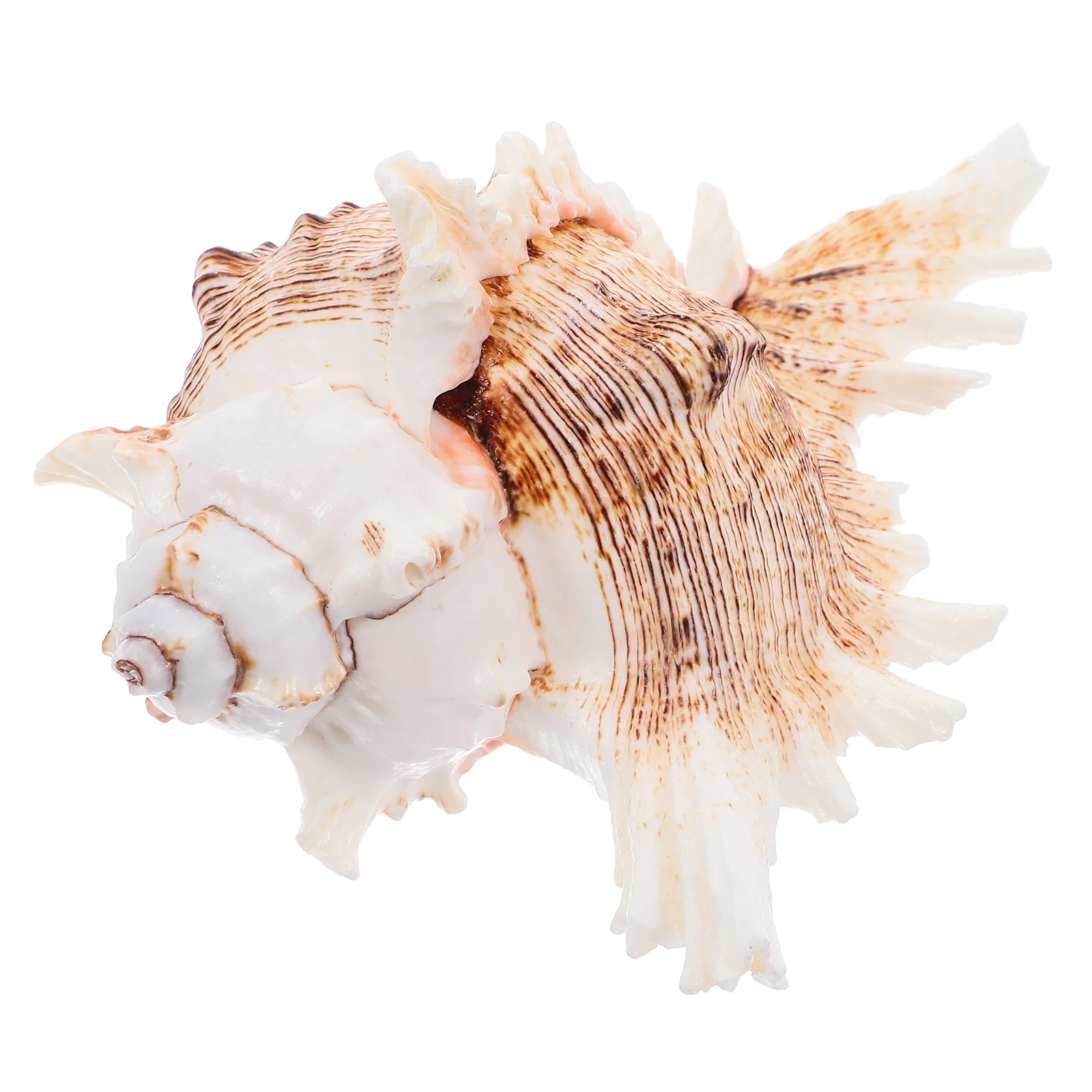 

Giant Conch Shells 5 5 6 2inch Natural Sea Shell Decor Vase Fillers Air Plants Wedding Beach Party Photo Props Aquarium Fish