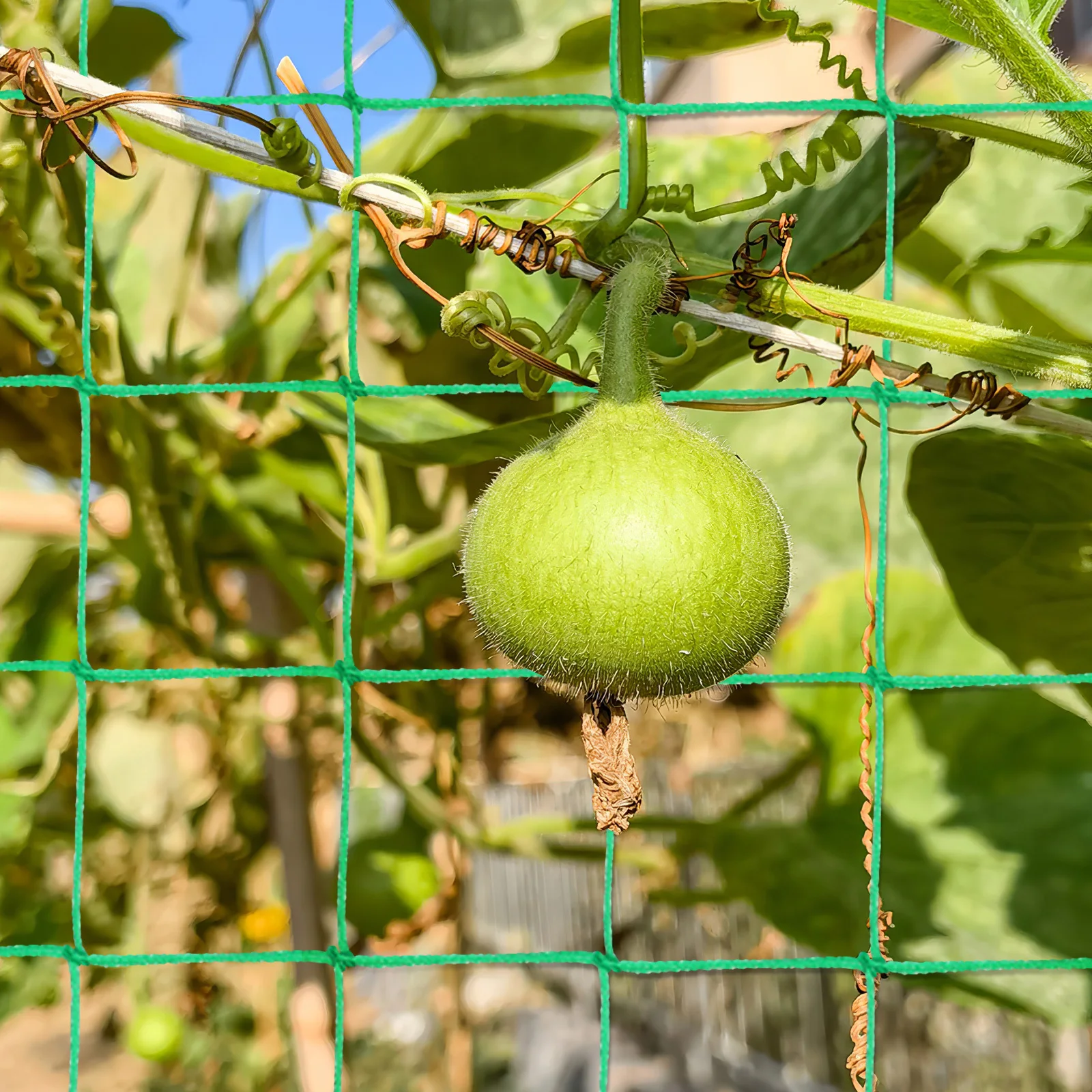 Rete per piante Rete per traliccio da giardino per verdure Traliccio di cetrioli Fagioli di cetriolo Supporto per vite Strumento per la crescita delle piante