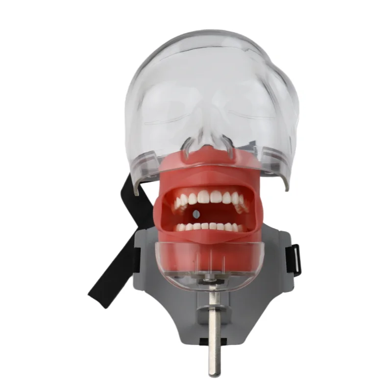 Dental Simulator Head Model Manikin Phantom With Teeth For Dentist Technician Practice Training Teaching