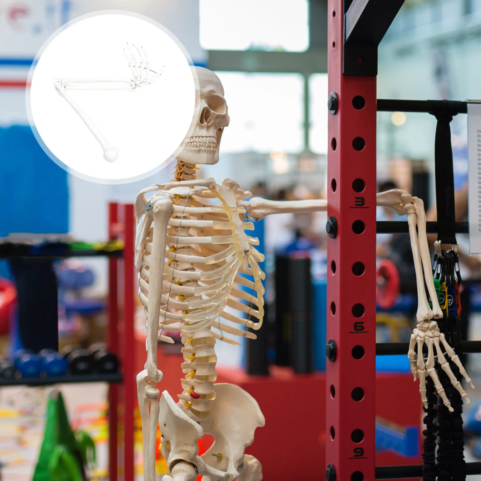 

Анатомическая модель человеческой руки: суставы, кости, учебное пособие для медицинских классов, инструмент для обучения анатомии, подвижная модель для образовательных целей