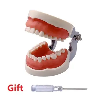 牙科教學用牙模,配有32顆可拆式螺絲固定牙齒,適用於牙醫學生學習訓練示範。 8 最佳銷售 牙醫學生 - №4