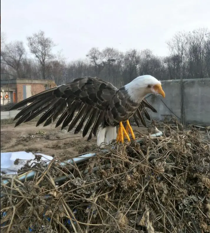 new real life wings eagle model foam&feathers eagle gift about 30x55cm xf2866