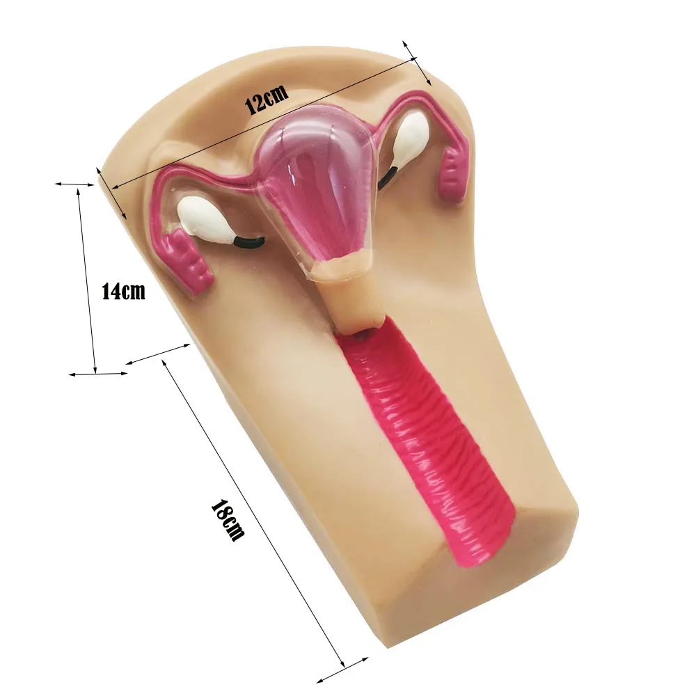 نموذج جهاز منع الحمل داخل الرحم للإناث ، محاكي تدريب اللولب العلامة التجارية الجديدة #5