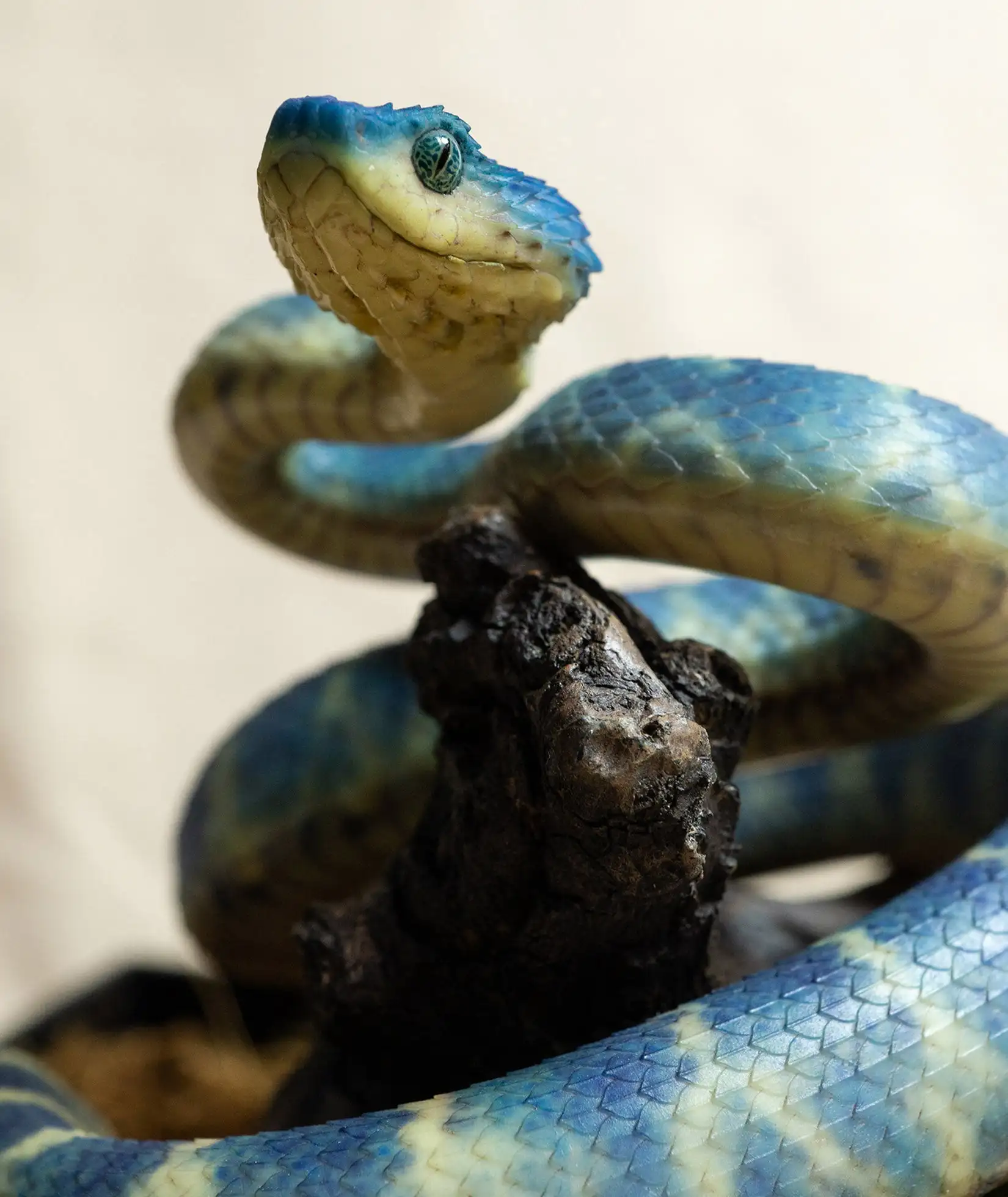 Snake Gorge Studio Blue Atheris Squamigera Model Bush Viper Miniature Landscape Decor Realistic Animal Collection Gift