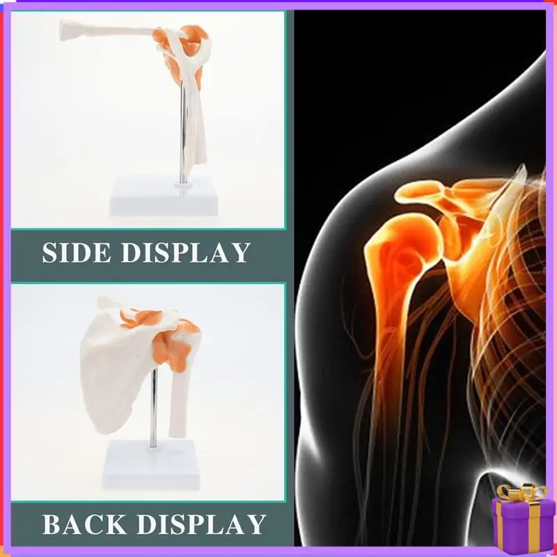 Advanced  Shoulder Anatomy Model With Functional Ligaments, Shoulder Joint Model For  Teaching Display Model