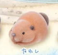 brown beaver