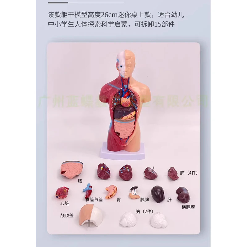 Disassembly and assembly of human torso, human model structure, medical anatomy of bone organs and viscera, early education of c